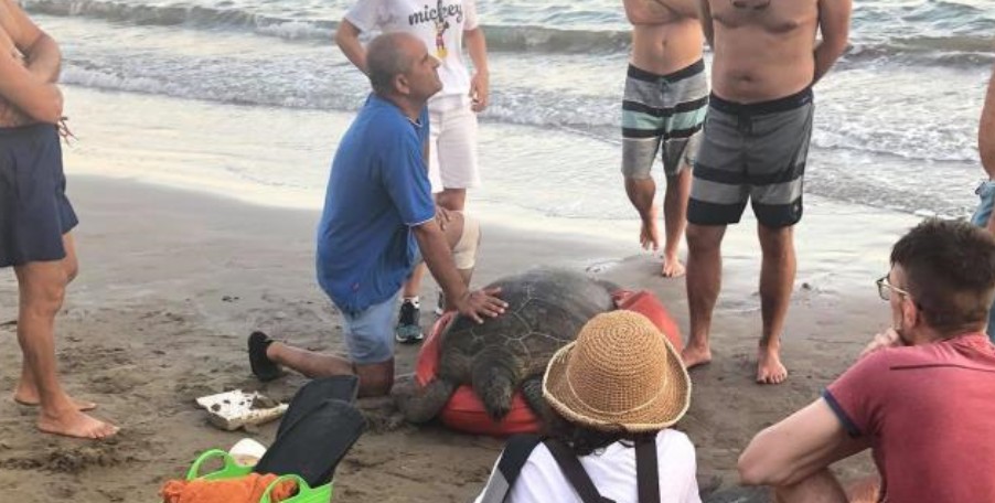 Παράδειγμα του αποτελέσματος της συλλογικής δράσης Αρχών και εθελοντών η απελευθέρωση της χελώνας Ιόλης